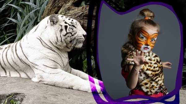 Tiger Frames For Photos screenshot 7