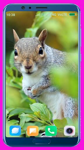 Squirrel Wallpaper screenshot 1