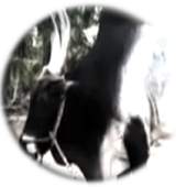 JallikattuTamila 1.3.0