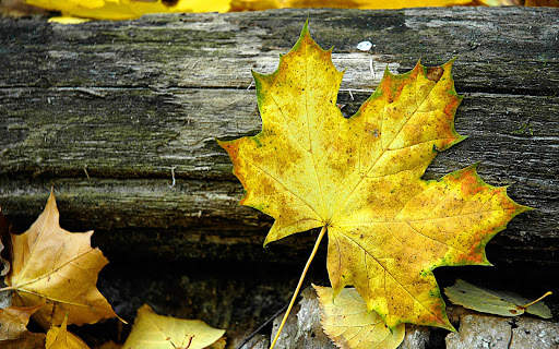 Autumn Wallpapers | hd backgrounds screenshot 17