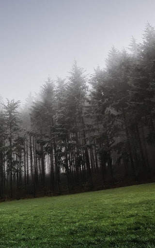 HD Forest Live Wallpaper screenshot 4
