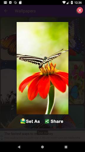 Butterfly Frames - Best HD Photo Frames Editor 14 تصوير الشاشة