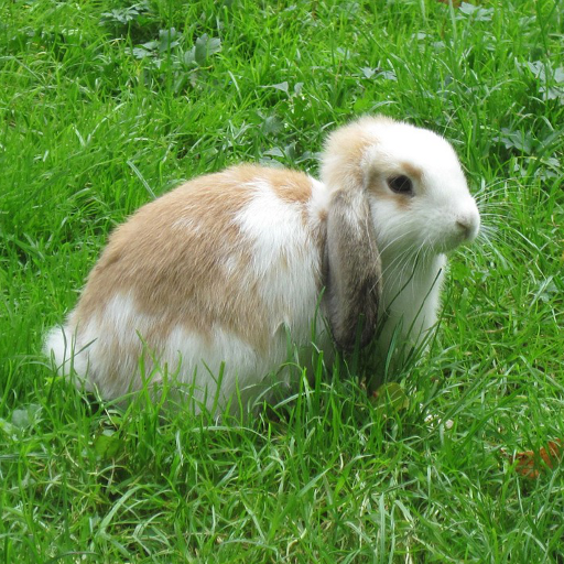 Lapin icon