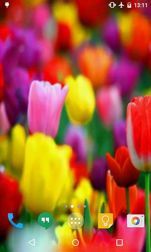 Tulips Live Wallpaper screenshot 1