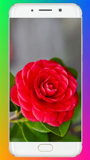 Red Rose Wallpaper screenshot 2