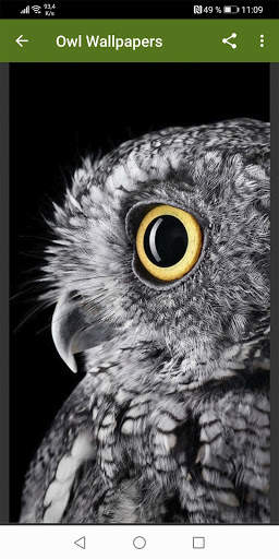 Owl Wallpapers screenshot 3