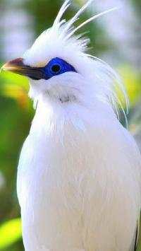 Birds Wallpapers HD screenshot 7