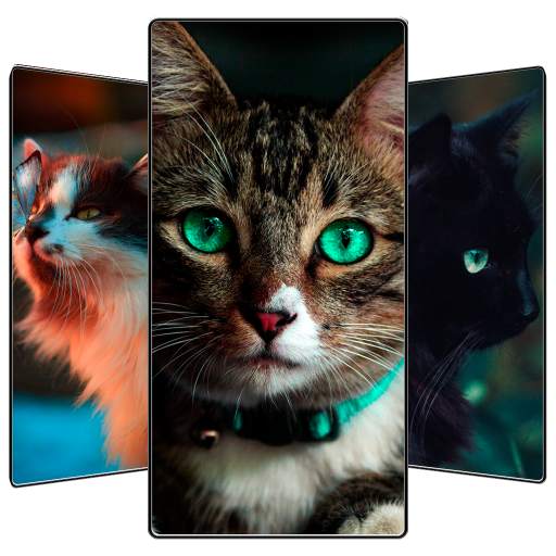 Cute Cat Wallpaper 1.0.0