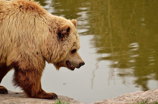 Wild animals wallpapers screenshot 8
