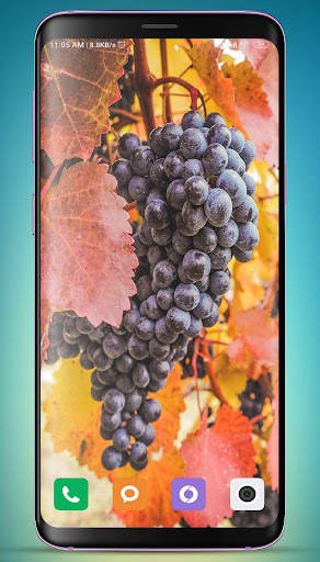 Grapes Wallpaper HD screenshot 11