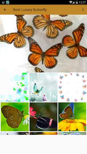 High Quality Butterfly Wallpaper screenshot 3