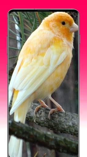 Canary Bird Wallpapers screenshot 1