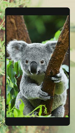 Ferocious beast Animal  Wallpaper скриншот 7