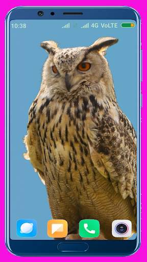 Owl Wallpaper screenshot 4