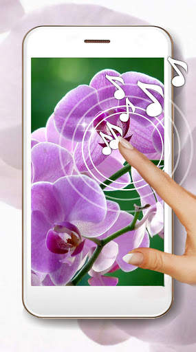 Music Orchid screenshot 1
