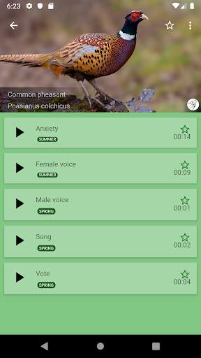 Decoy on the field bird screenshot 2