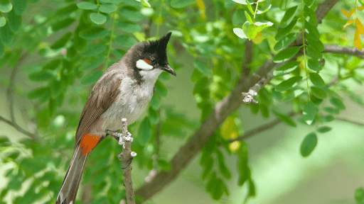 Red-whiskered Bulbul Sounds screenshot 5
