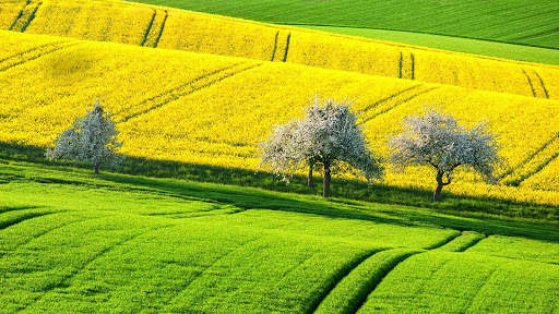 Yellow Live Wallpaper : 7fon & LWP screenshot 12