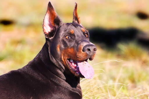 Doberman Wallpaper: backgrounds hd screenshot 18