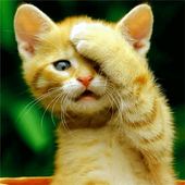 Cat Wallpaper HD icon
