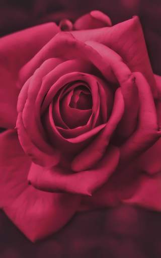 Pink Roses Live Wallpaper screenshot 6