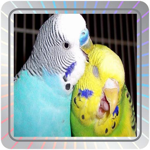 Budgie Wallpapers 3.0.1