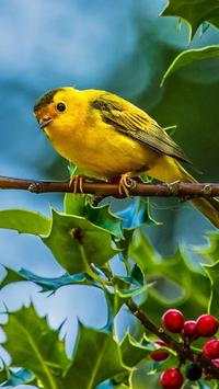 Birds Wallpapers HD screenshot 9