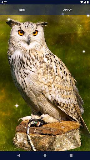 Bird Parrots HD Live Wallpaper screenshot 5