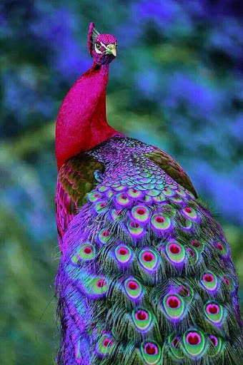 Birds Images App screenshot 5