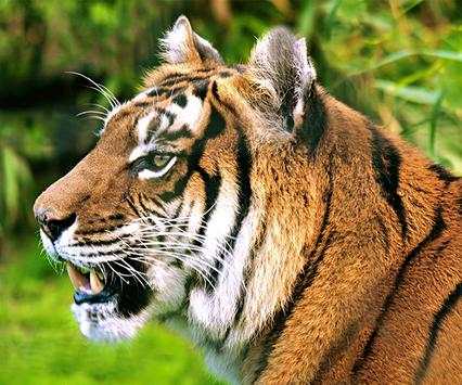 Tiger Live Wallpaper screenshot 2