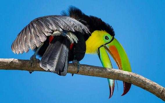 Toucan Bird HD Wallpaper screenshot 7