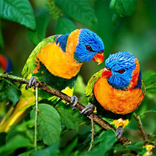 Birds Jigsaw Puzzles स्क्रीनशॉट 5