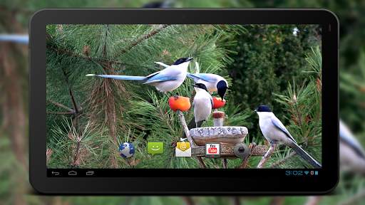 4K Garden Birds Video Live Wal screenshot 5
