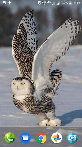 Cute Owl Wallpaper screenshot 5