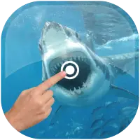 Magic Touch - Shark In Water