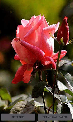 Rosebud Live Wallpaper screenshot 1