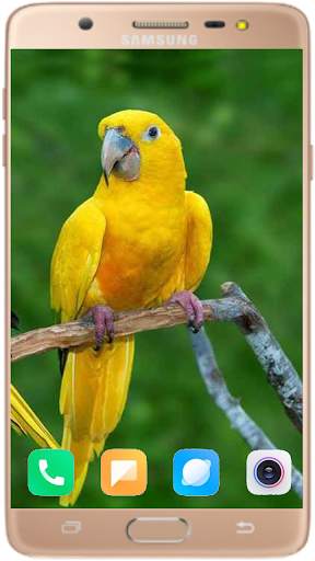 Bird Wallpaper Best HD स्क्रीनशॉट 3