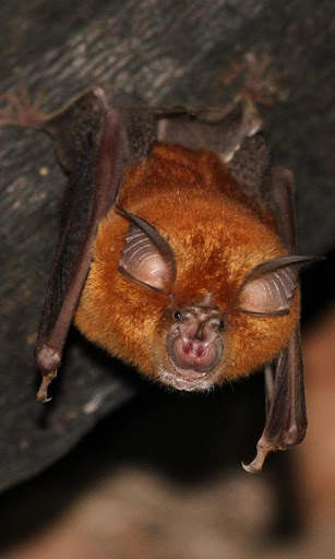 Bat Wallpaper screenshot 8