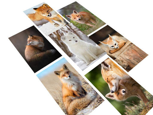 Fox Wallpaper HD 10 تصوير الشاشة