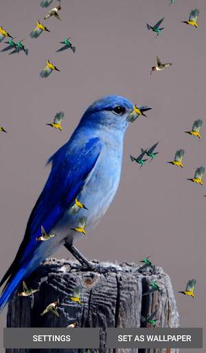Birds And Animals Live Wallpapers screenshot 1