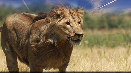 Real Lion Simulator 2017 screenshot 1