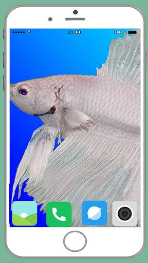 Fish Full HD Wallpaper 5 تصوير الشاشة