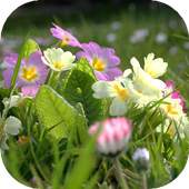 Spring live wallpaper 1.2