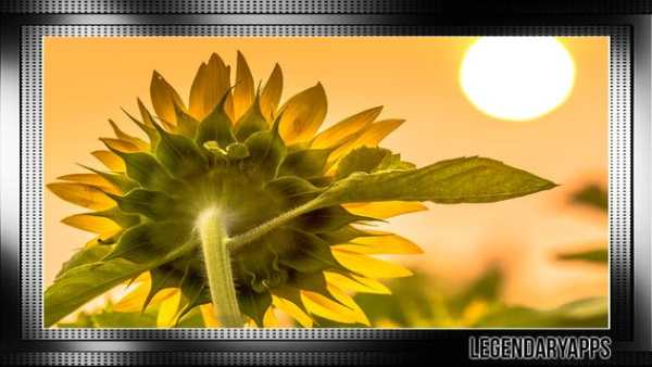 Sunflower Wallpaper screenshot 2