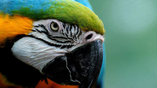 Colorful Parrot. Birds Wallpapers screenshot 3