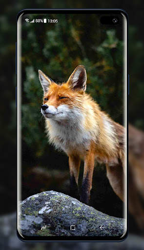 Fox Wallpaper screenshot 5