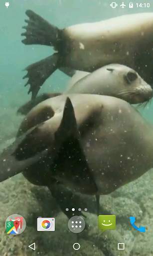 Sea Lions Video Live Wallpaper screenshot 3