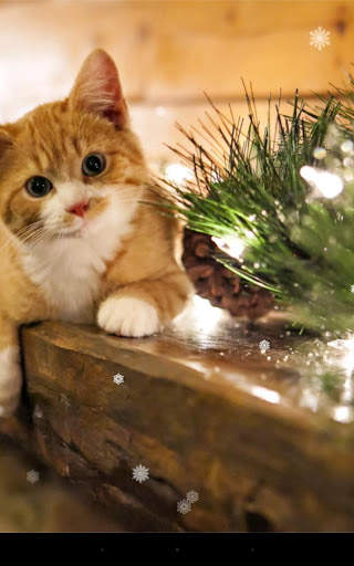 Xmas Cat Live Wallpaper screenshot 4