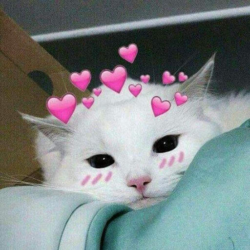 Cute cats beautiful Wallpaper screenshot 2