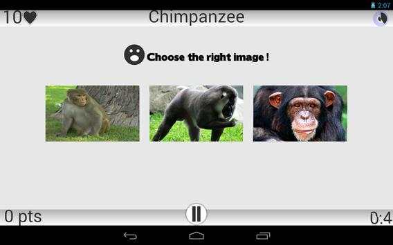 Animals screenshot 9